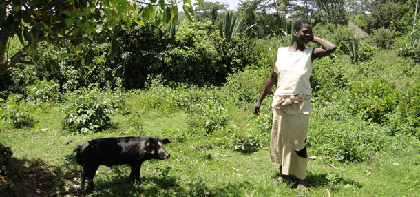 Porc en extensif attach&eacute; &agrave; un arbre pour &eacute;viter des dommages aux cultures proches &agrave; Homa Bay &ndash; K&eacute;nya