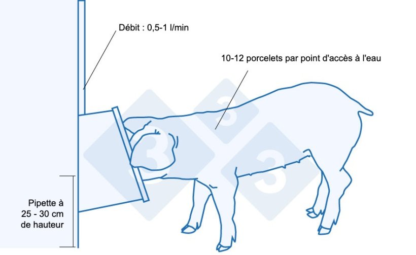 Recommandations pour l'abreuvement des porcelets sevr&eacute;s
