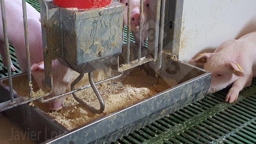 Photo 8 : Tr&eacute;mie avec beaucoup d'aliment.
