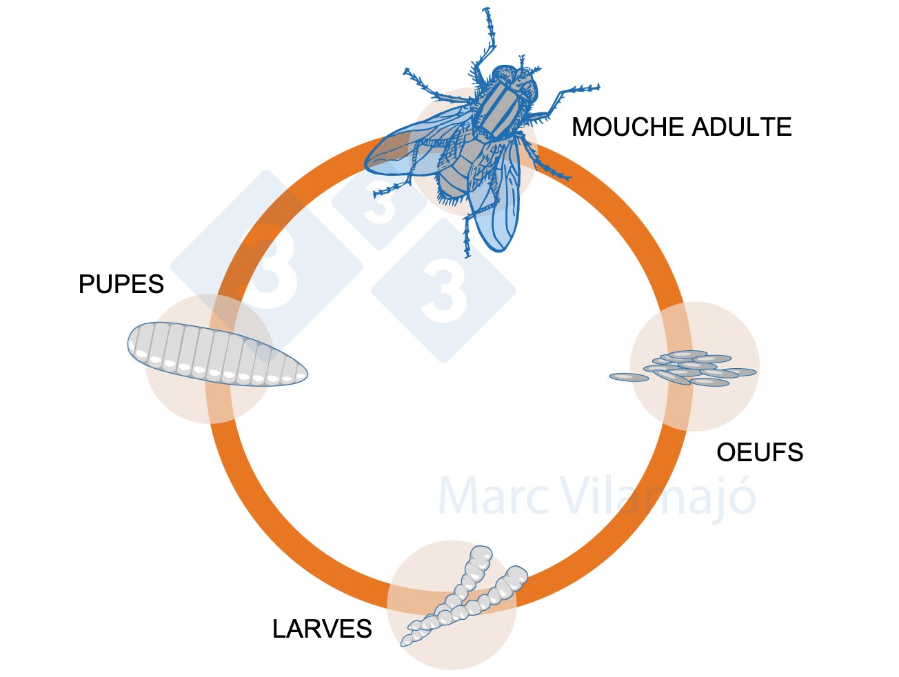Figure 1 : Cycle biologique de la mouche.
