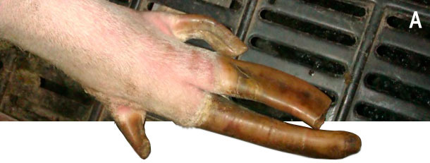 Eexemple de l&eacute;sions des onglons