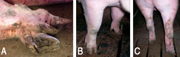 Exemples de l&eacute;sions des extr&eacute;mit&eacute;s