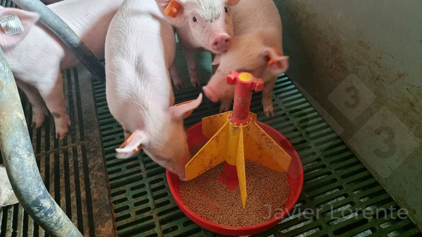 Photo 7 : Creep feed &agrave; partir du jour 16 : aliment micro-granul&eacute;, tr&egrave;s digeste et app&egrave;tent mais avec moins de sucres et moins de laitages que l'aliment pr&eacute;c&eacute;dent.
