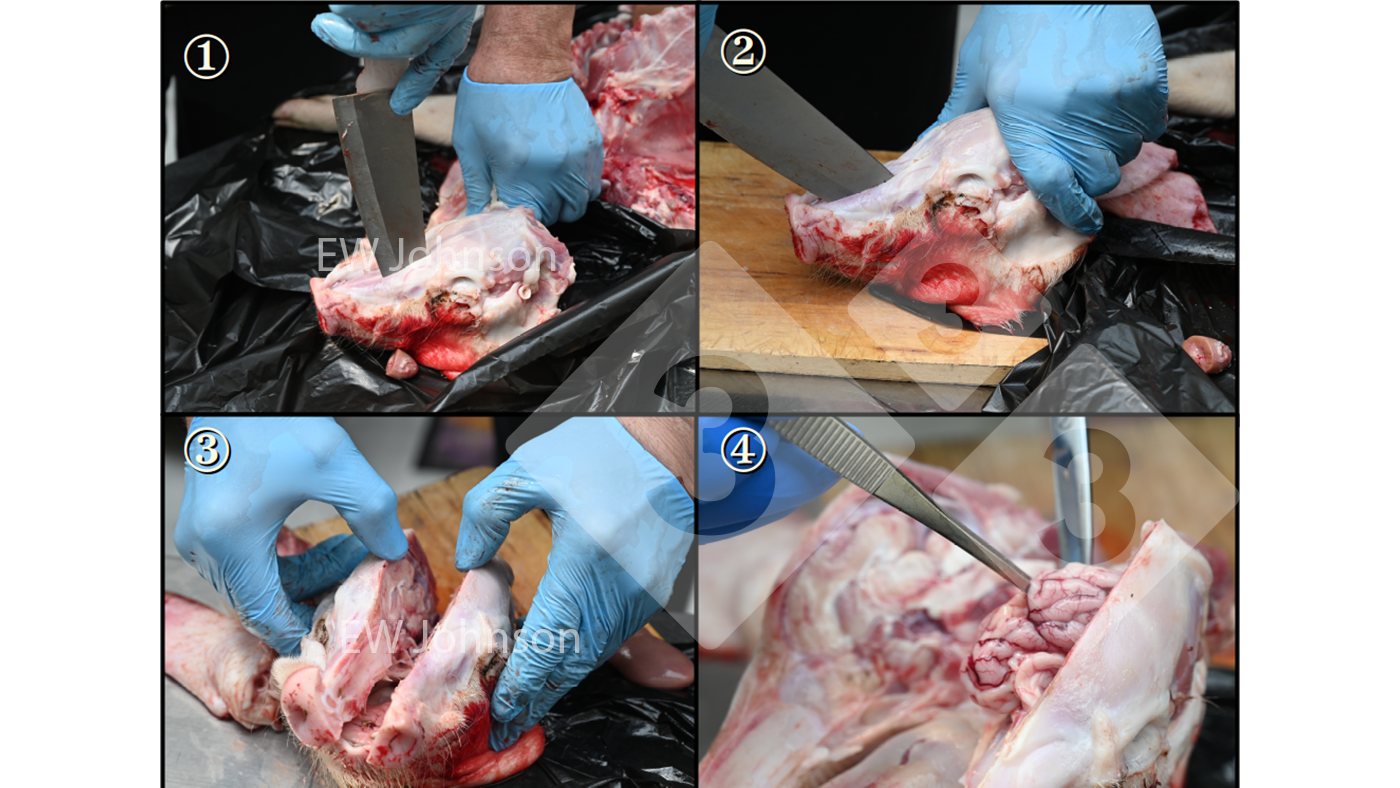 <p>Figure 2 : Pour &eacute;viter toute contamination crois&eacute;e lors du pr&eacute;l&egrave;vement d&#39;&eacute;chantillons de cerveau, suivez un ordre strict pendant l&#39;autopsie et utilisez un couteau robuste st&eacute;rilis&eacute; &agrave; la flamme (et refroidi) pour ouvrir le cr&acirc;ne et des pinces/ciseaux st&eacute;rilis&eacute;s &agrave; la flamme et refroidis pour retirer le cerveau.</p>
