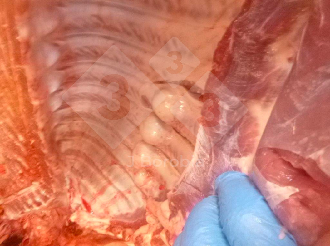 Figure&nbsp;1. Exostose osseuse au niveau des c&ocirc;tes d'un porc abattu.
