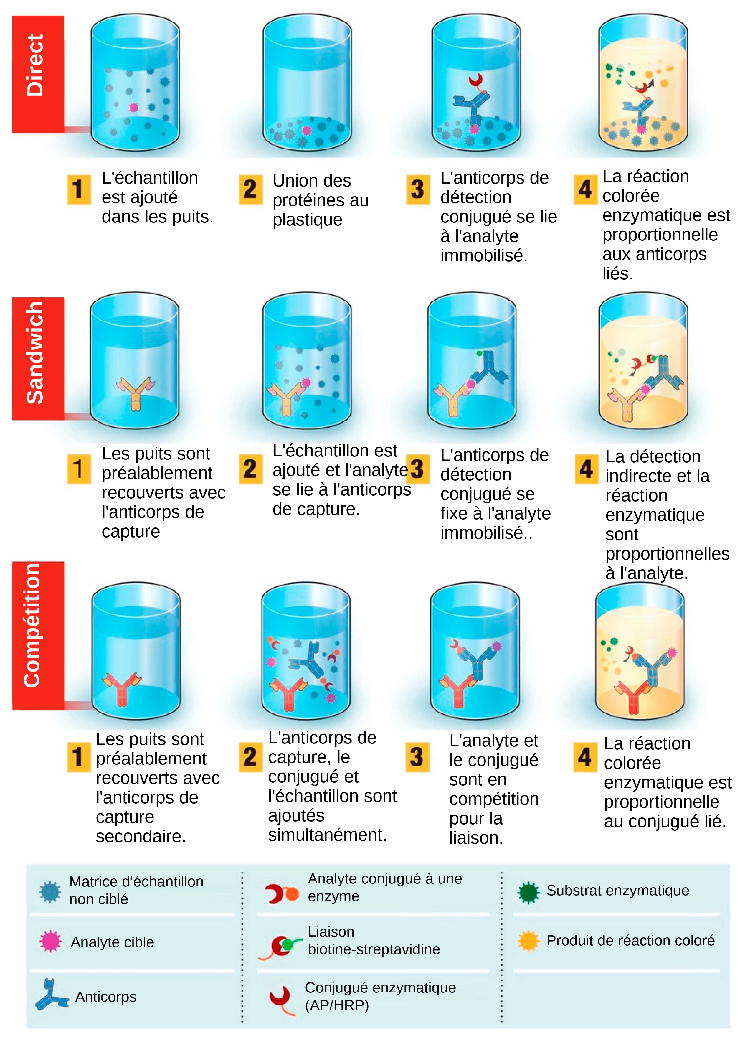 <p>Figure 1 : Vue d&#39;ensemble du test de diagnostic bas&eacute; sur le test immuno-enzymatique (ELISA). Le test ELISA peut &ecirc;tre pr&eacute;sent&eacute; sous diff&eacute;rents formats en fonction des diff&eacute;rences d&#39;immobilisation des antig&egrave;nes et de marquage des anticorps. Dans le test ELISA direct, les antig&egrave;nes du virus li&eacute;s &agrave; une phase solide en plastique sont d&eacute;tect&eacute;s par l&#39;ajout d&#39;un anticorps conjugu&eacute;. Dans le test ELISA sandwich, l&#39;anticorps de capture se lie &agrave; la phase solide en plastique. Les antig&egrave;nes de l&#39;&eacute;chantillon se lient &agrave; l&#39;anticorps de capture et sont ensuite d&eacute;tect&eacute;s par un second anticorps marqu&eacute; par une enzyme. Dans le test ELISA comp&eacute;tition, l&#39;antig&egrave;ne viral de l&#39;&eacute;chantillon est pr&eacute;-incub&eacute; avec l&#39;anticorps primaire, puis ajout&eacute; &agrave; un puits recouvert d&#39;un anticorps secondaire avec un antig&egrave;ne conjugu&eacute; &agrave; une enzyme qui entre en comp&eacute;tition avec l&#39;antig&egrave;ne de l&#39;&eacute;chantillon pour se lier &agrave; l&#39;anticorps primaire. Plus l&#39;antig&egrave;ne viral est pr&eacute;sent dans l&#39;&eacute;chantillon, moins l&#39;antig&egrave;ne conjugu&eacute; se fixera et plus le signal sera faible. Source : Adapt&eacute; de Ghaffari et al. 2020.</p>
