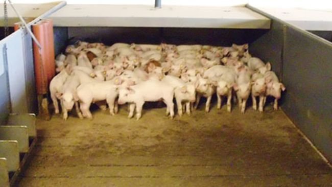 Photo 1 : Les sols avec une partie caillebotis et une partie pleine sont assez courants dans beaucoup d’élevages. Dans quelques pays, ils sont obligatoires. Sur ce type de sol, le porcelet peut choisir la zone de repos en fonction de la température et du courant d’air.