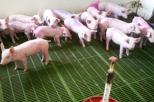 Photo 2&nbsp;: Les cases d&rsquo;infirmerie doivent servir pour que les porcelets re&ccedil;oivent un traitement particulier. Apr&egrave;s 5-6 jours, les porcelets ayant r&eacute;cup&eacute;r&eacute; doivent &ecirc;tre d&eacute;plac&eacute;s vers d&rsquo;autres cases. La meilleure option pour les porcelets que l&rsquo;on n&rsquo;arrive pas &agrave; retaper est leur euthanasie.
