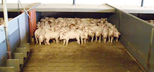 Photo 1&nbsp;: Les sols avec une partie caillebotis et une partie pleine sont assez courants dans beaucoup d&rsquo;&eacute;levages. Dans quelques pays, ils sont obligatoires. Sur ce type de sol, le porcelet peut choisir la zone de repos en fonction de la temp&eacute;rature et du courant d&rsquo;air.
