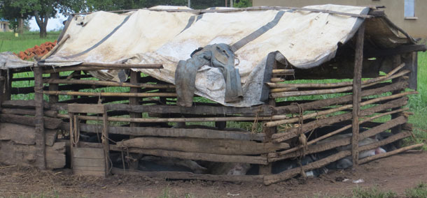 Exemple d'un logement porcin précaire en Ouganda