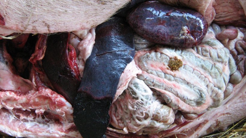 Photo 1: L&eacute;sions macroscopiques d&eacute;couvertes lors d'une &eacute;pid&eacute;mie de PPA en Pologne, notamment un &eacute;largissement important du tissu spl&eacute;nique (spl&eacute;nom&eacute;galie) et des reins congestifs avec h&eacute;morragies p&eacute;t&eacute;chiales multiples et focales. Avec l'aimable autorisation du Dr Pawel Karbowiak
