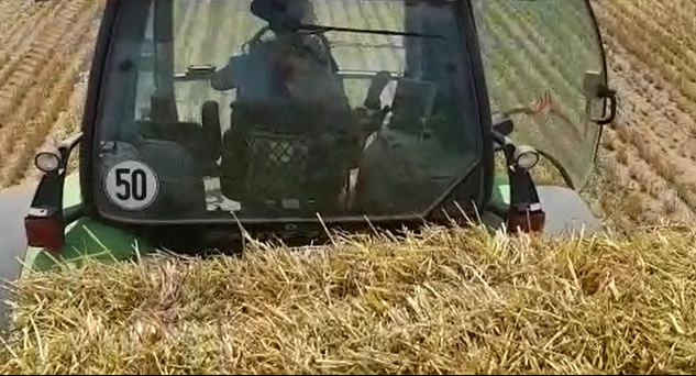 Photo 2. La paille contamin&eacute;e a &eacute;t&eacute; soup&ccedil;onn&eacute;e d'&ecirc;tre le vecteur le plus susceptible de transmettre la PPA dans l'un des foyers d'un &eacute;levage polonais.

