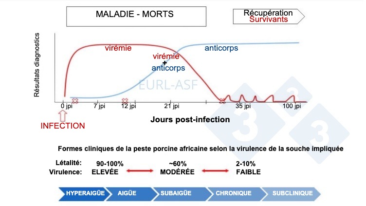 Figure 1. Sch&eacute;ma de d&eacute;tection du virus et des anticorps, ainsi que de la variabilit&eacute; de la virulence de la souche apr&egrave;s exposition &agrave; la PPA. Source : Laboratoire de r&eacute;f&eacute;rence de l'Union europ&eacute;enne pour la PPA.
