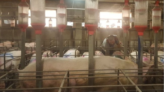 Il est essentiel de détecter les chaleurs avec le mâle devant les truies. La détection de la part de l'opérateur doit être active, en touchant, pressant les truies mais sans les effrayer.