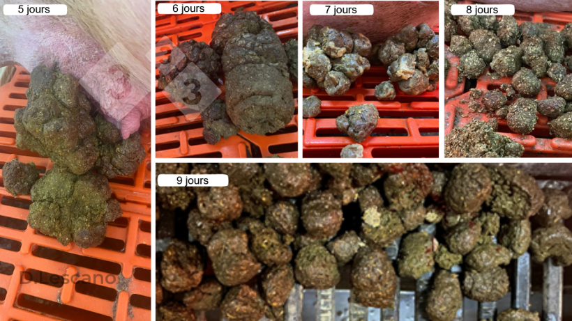 Aspect visuel des fèces de truies constipées.