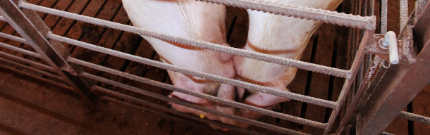 Contact nez &agrave; nez entre porcs