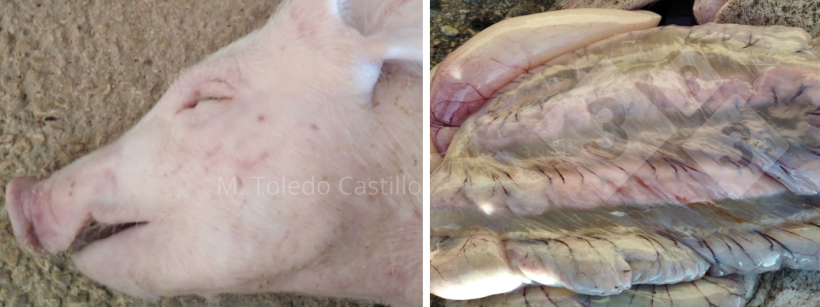 Photos 1 et 2 : Aspect de l'intestin d'un porcelet atteint de maladie de l'œdème