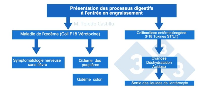 Schéma 1. Pathogenèse des processus colibacillaires à l'entrée en engraissement chez le porc
