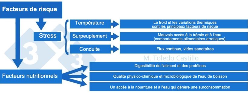 Schéma 2 : Tableau des facteurs de risque associés à la présentation de la colibacillose