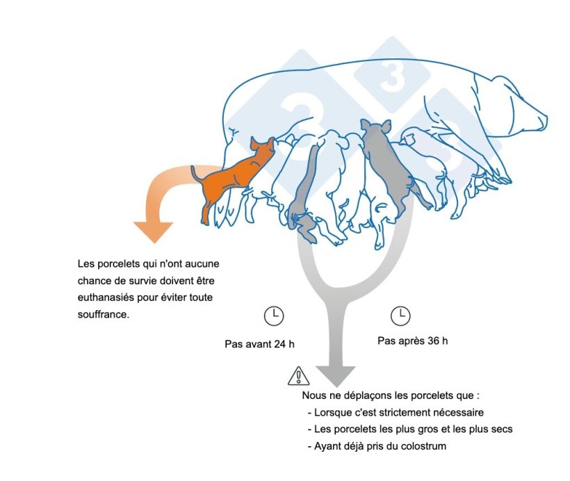Principaux points à prendre en compte au moment des adoptions
