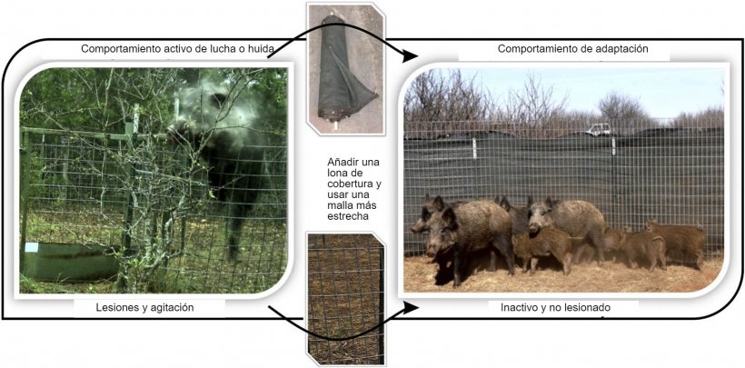 Reducci&oacute;n de lesiones y de la respuesta de huida al capturar jabal&iacute;es
