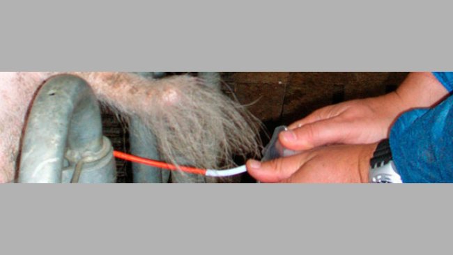 La inseminación de la cerda