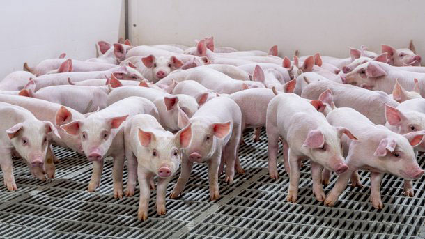 Desarrolladas m&uacute;ltiples camadas sanas de lechones castrados de forma natural a trav&eacute;s de la cr&iacute;a de precisi&oacute;n.
