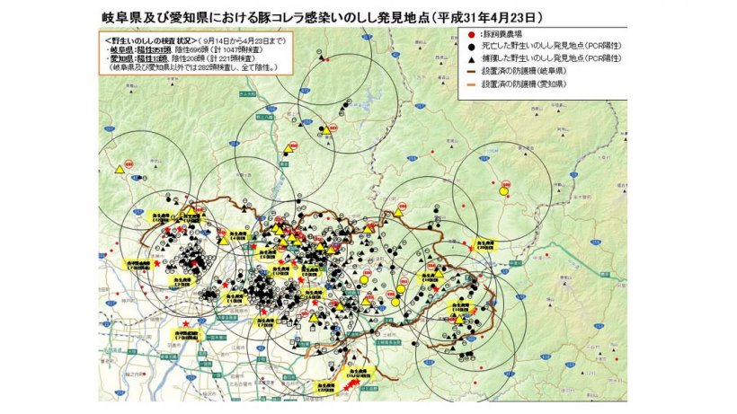 El mapa muestra el total de jabal&iacute;es encontrados muertos o capturados positivos para la enfermedad as&iacute; como las explotaciones porcinas afectadas (subrayadas en amarillo), hasta el 23 de abril de 2019.
