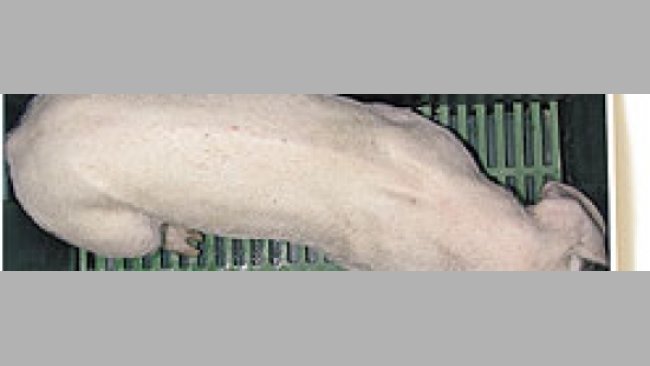 espina dorsal marcada