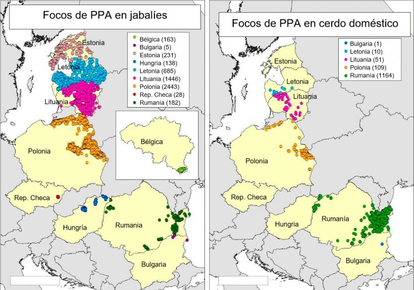 Mapa de focos declarados en B&eacute;lgica, Bulgaria, Estonia, Hungr&iacute;a, Letonia, Lituania, Polonia, Rep. Checa y Ruman&iacute;a en 2018 (Fuente RASVE-ADNS).
