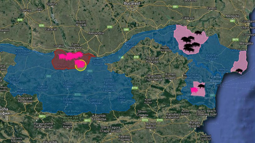 Focos de PPA en Bulgaria desde la primera aparici&oacute;n de la enfermedad en agosto de 2019. En dom&eacute;stico (rosa) y jabal&iacute;es (negro).
