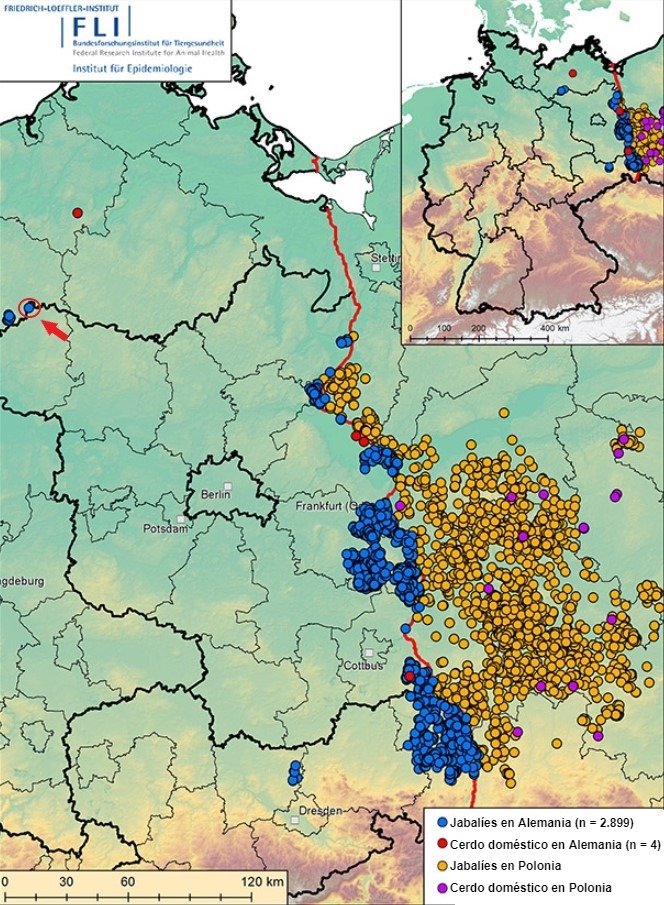 Peste porcina africana en Alemania y el oeste de Polonia desde septiembre de 2020 (a&nbsp;3 de diciembre de 2021). Fuente: FLI.
