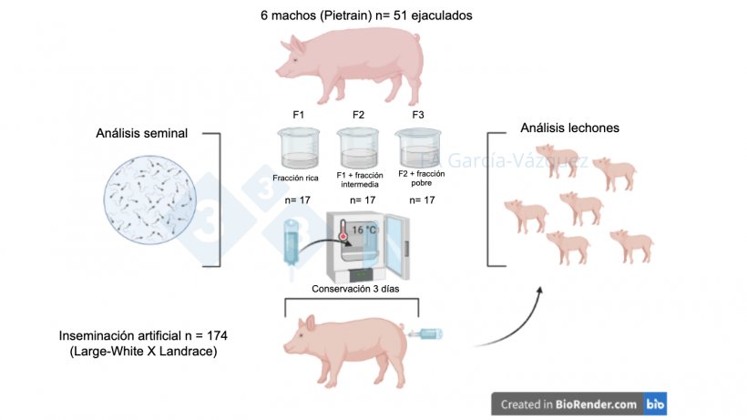 Figura 1. Resumen gr&aacute;fico del estudio.
