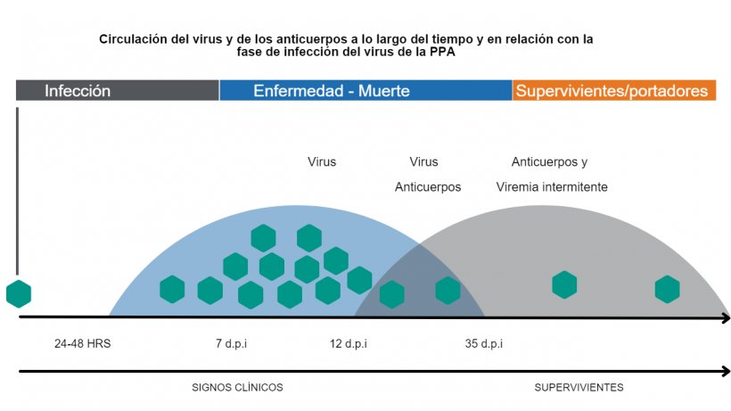 Fuente: Adaptado de&nbsp;&nbsp;Manual Detecci&oacute;n y diagn&oacute;stico de la peste porcina africana. FAO.
