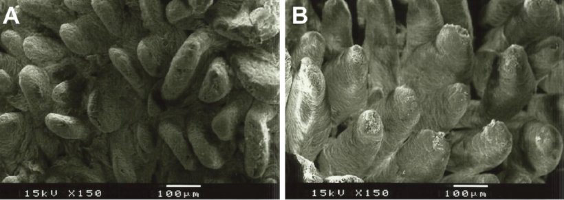 Figura 2. Imagen de microscopio electr&oacute;nico de la superficie de mucosa duodenal en lechones destetados alimentados con A: dieta sin fibra a&ntilde;adida (altura vellosidades: 538&micro;m), y B: lignocelulosa a 1% (altura vellosidades: 616&micro;m) (Adaptado de Silva-Guillen et al., 2022).
