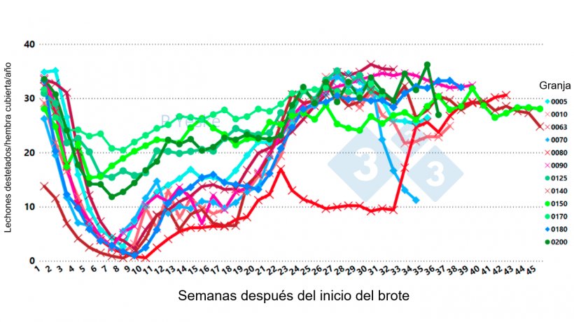 Figura 2. Cambios en los lechones destetados/cerda cubierta/a&ntilde;o&nbsp;a lo largo del tiempo tras el brote de PRRSv (variante 1-4-4 L1C en 12 granjas diferentes, demostrando que la ca&iacute;da de la productividad tarda hasta 30 semanas en recuperarse).
