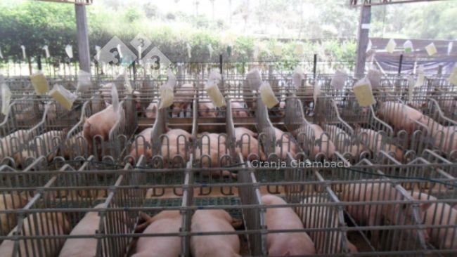 Sala de gestación, Granja Chambacú. Las Lajas Agropecuaria S.A.S
