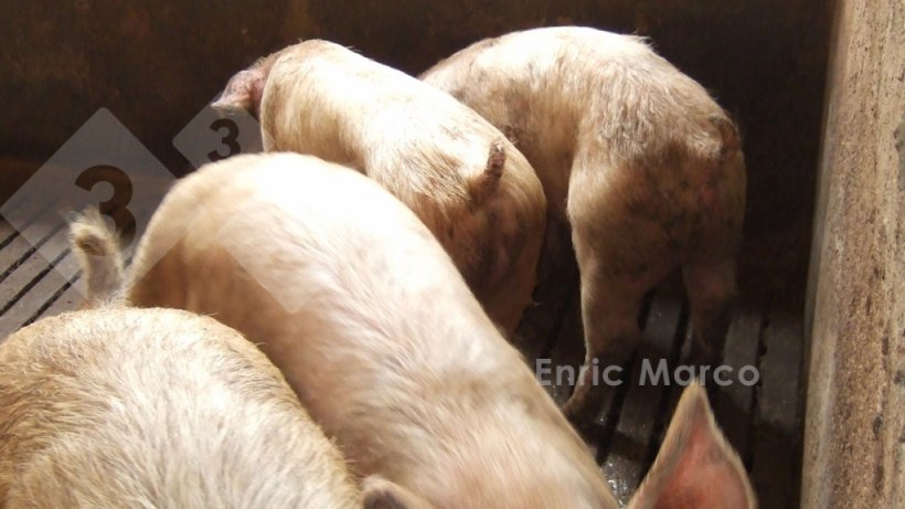 Foto 1. Retraso en el crecimiento en lechones afectados por disenter&iacute;a.
