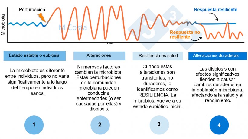 Figura 1 - Diagrama hipot&eacute;tico que representa la respuesta de la microbiota a una perturbaci&oacute;n. 1) Los individuos sanos tienen un grado normal de variaci&oacute;n de su microbiota, que no conduce a enfermedades (esto se denomina eubiosis). 2) Una perturbaci&oacute;n (por ejemplo, el estr&eacute;s t&eacute;rmico) puede conducir a la inestabilidad de la microbiota, causando la enfermedad. 3) La microbiota resiliente volver&aacute; a un estado parecido al anterior a la perturbaci&oacute;n, en el que no hay enfermedad. 4) La microbiota que no sea resiliente no se &quot;recuperar&aacute;&quot;, por lo que sufrir&aacute; disbiosis y enfermedad.
