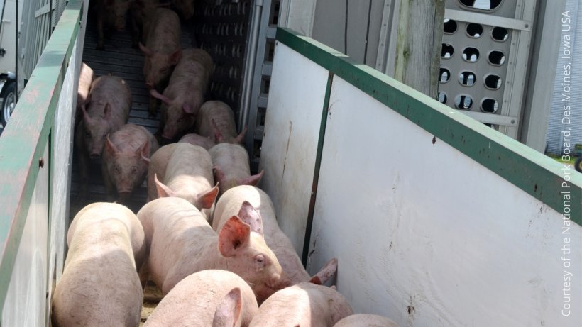 La v&iacute;a de transmisi&oacute;n m&aacute;s com&uacute;n del PRRS es a trav&eacute;s del comercio de cerdos infectados y la diseminaci&oacute;n&nbsp;local.
