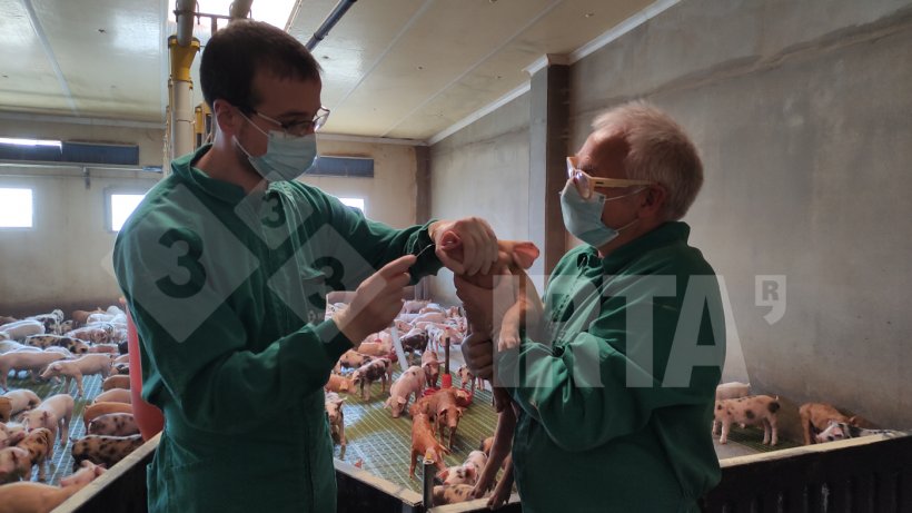 Foto 1. Toma de muestras nasales para estudiar la presencia de Streptoccocus suis en una transici&oacute;n
