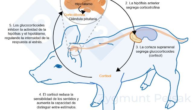 Figura 2. Minutos u horas despu&eacute;s de que se produzca el estr&eacute;s, se activa el eje hipotal&aacute;mico-hipofisario-suprarrenal (HPA). La hip&oacute;fisis segrega corticotrofina que, al llegar a la corteza suprarrenal, provoca la secreci&oacute;n de glucocorticoides, entre ellos el cortisol. Los glucocorticoides inhiben la actividad de la hip&oacute;fisis y el hipot&aacute;lamo, gracias a lo cual regulan la intensidad de la respuesta al estr&eacute;s. El cortisol se ha utilizado ampliamente como marcador de estr&eacute;s en cerdos, tambi&eacute;n como prueba no invasiva a partir de la saliva.
