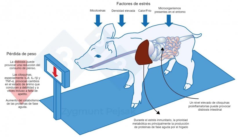 Figura 3.&nbsp; Uno de los costes extra de una alerta prolongada es la disminuci&oacute;n del apetito y, en consecuencia, un periodo de engorde m&aacute;s largo. Dado que la presi&oacute;n de los factores de estr&eacute;s ambiental afecta de forma diferente a cada animal, se producir&aacute; una diferenciaci&oacute;n en el peso de los lechones destetados o cerdos de engorde de la misma edad. La diferenciaci&oacute;n de peso entre animales de la misma edad puede tener graves consecuencias econ&oacute;micas. Adem&aacute;s, especialmente en animales j&oacute;venes, una dieta que no contenga nutrientes esenciales para reforzar la resistencia antiinfecciosa puede hacer que los animales sean m&aacute;s vulnerables.
