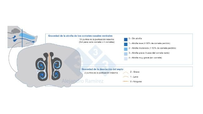 Método de la Farmacopea Europea para evaluar las lesiones de los cornetes.
