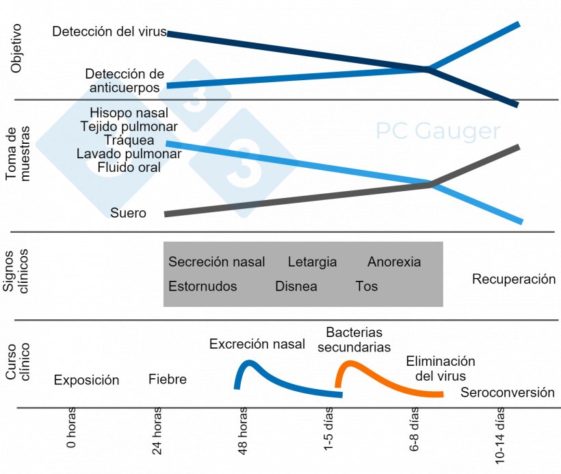 Figura 1. Toma de muestras dirigida a la detecci&oacute;n directa o indirecta y al diagn&oacute;stico del virus de la influenza A en cerdos. La toma de muestras para la detecci&oacute;n directa debe realizarse durante la excreci&oacute;n del virus, al principio del curso de la enfermedad. La detecci&oacute;n indirecta de anticuerpos contra la influenza debe realizarse despu&eacute;s de la eliminaci&oacute;n del virus y va dirigida a la respuesta inmune contra la infecci&oacute;n.
