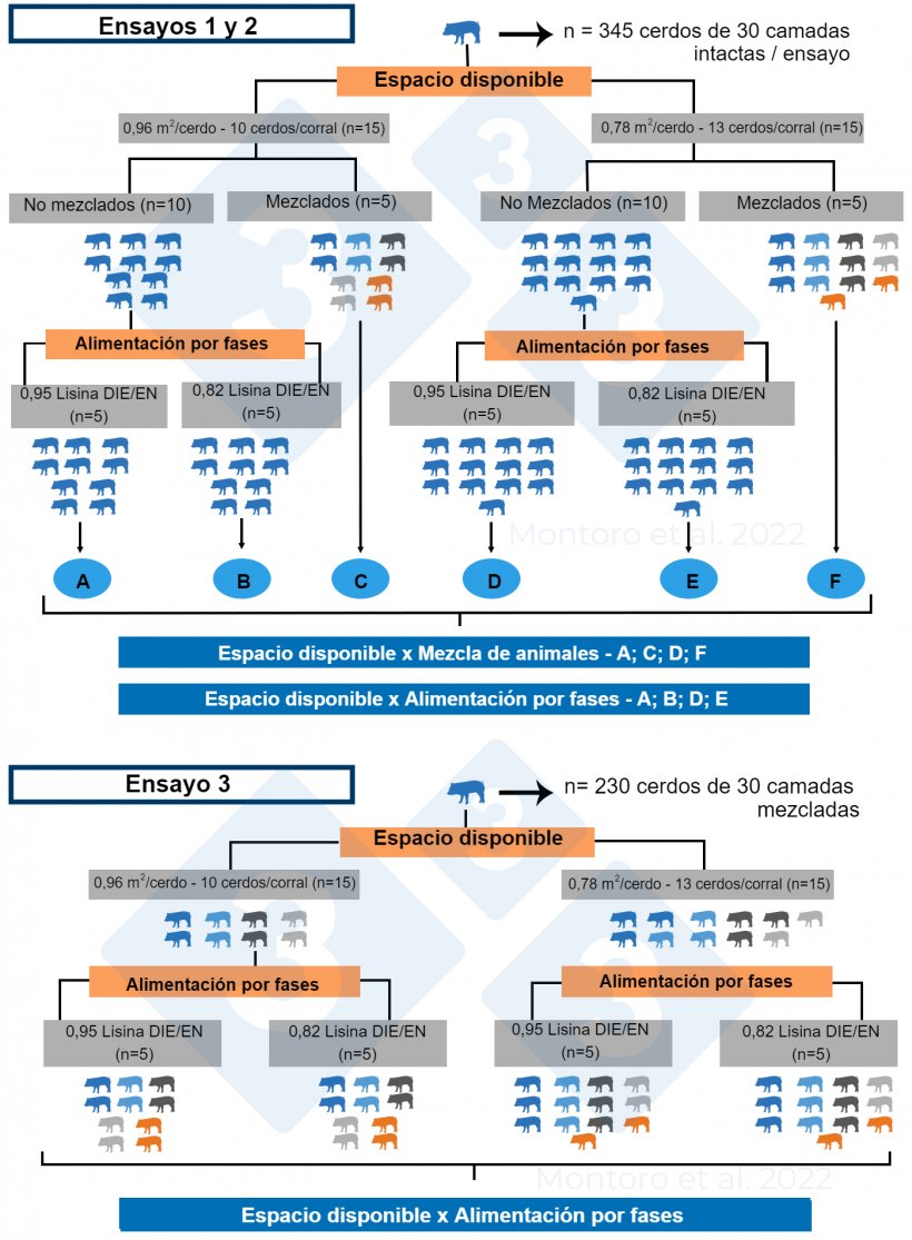 Figura 2.&nbsp;Ilustraci&oacute;n esquem&aacute;tica del dise&ntilde;o experimental en los ensayos 1, 2 y 3. En los ensayos 1 y 2, el dise&ntilde;o experimental fue un arreglo factorial de dos 2 &times; 2 con&nbsp;espacio disponible x&nbsp;mezcla de animales y&nbsp;espacio disponible x&nbsp;alimentaci&oacute;n por fases como tratamientos, respectivamente. En el ensayo 3, el dise&ntilde;o experimental fue un arreglo factorial 2 &times; 2 con espacio disponible x alimentaci&oacute;n por fases como tratamiento&nbsp;y se aplic&oacute; la mezcla de animales a todos los corrales. Fuente: Montoro et al. 2022.
