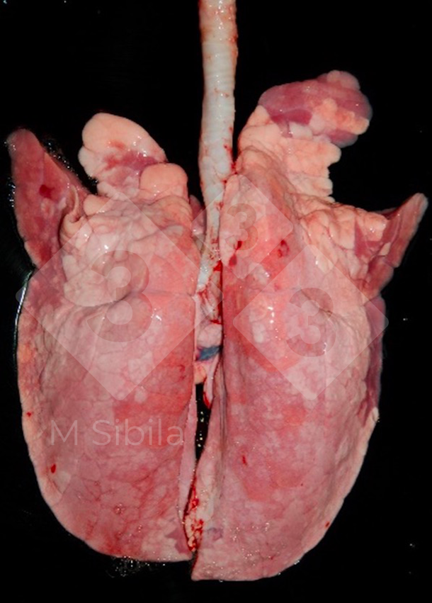 Figura 1. Visi&oacute;n dorsal de un pulm&oacute;n que muestra lesiones de&nbsp;consolidaci&oacute;n pulmonar craneoventral (CPCV) causadas por M. hyopneumoniae.
