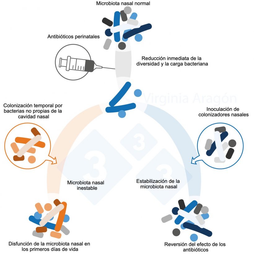 Figura 1.&nbsp;Los antibi&oacute;ticos perinatales producen una reducci&oacute;n de la carga bacteriana de la microbiota nasal que altera su diversidad y composici&oacute;n. Esta alteraci&oacute;n es m&aacute;s duradera cuando son tratadas las madres. La inoculaci&oacute;n de colonizadores nasales puede revertir este efecto.&nbsp;
