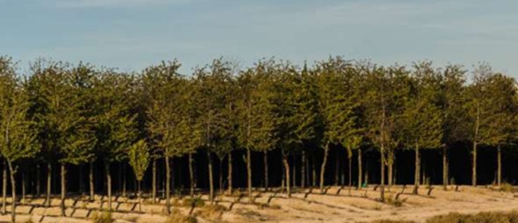 Plantaci&oacute;n de maderas nobles en mitad del desierto de los Monegros.
