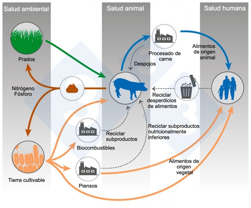 Alimentaci&oacute;n animal y One Health. Modificado a partir de&nbsp;Shurson y&nbsp;Urriola 2022.
